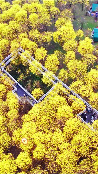 青秀山黄花风铃木进入盛花期 三月初启,黄花满树。今天是三月的第一天,让青秀山的金色风铃摇落所有烦忧,愿你的幸运如这漫山遍野的绚烂,次第盛开。#春光 #青秀山 #黄花风铃木 #花海