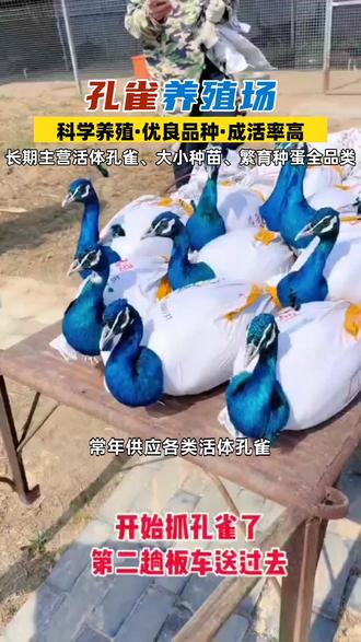 河南南阳大型孔雀养殖基地 #成年孔雀 #孔雀种苗哪里买