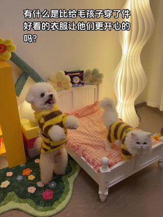 今天猫猫狗狗变身小蜜蜂啦#小奶猫 #小比熊 #萌宠 #毛孩子的日常 #萌宠成长记