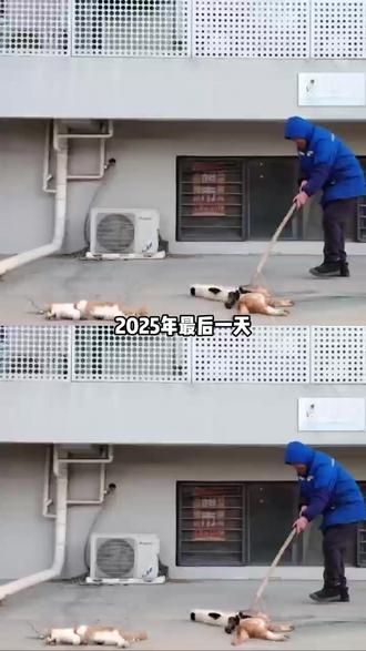 2025年末北京小区6只公猫坠亡真相曝光!竟是以生命为代价,换母猫幼崽被关注的生机。#猫