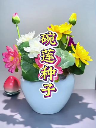 #碗莲  #荷花  #水培植物  #种子推荐  #爱生活爱养花  家里有盆盆罐罐的一定要养起来碗莲有水就能养!花期长又好看赶紧种起来吧