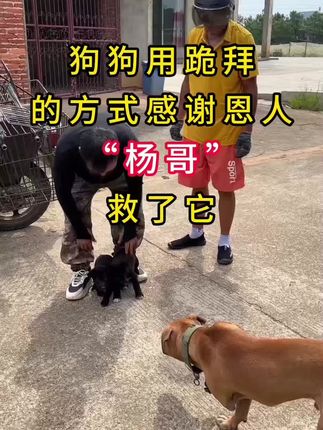 被主人抛弃了狗狗德福 #中华田园 #忠诚狗狗 #狗是人类最忠诚的朋友 #狗是人类最忠诚的朋友请善待它