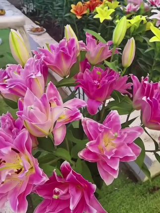对版大种球#重瓣香水百合种球 开花快非常好养活 颜色多#爱生活爱养花