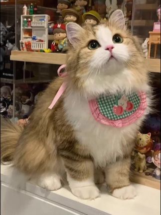 #日本小学生完全不知日本侵华事实 #追星追到最后会跟爱豆越来越像 #猫猫算是把日子过明白了 #AI让我的照片会发光 #今年夏天到底有多热 夏天热了怎么降温?买个冬瓜抱抱看!这可是有科学依据的,因为冬瓜含水量达95%-96%,表皮温度低于人体体温接触时可吸收人体体表热量。