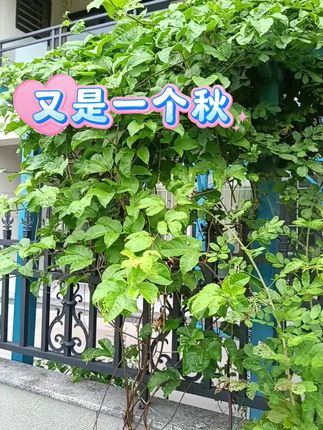 喜欢这个季节的毛毛细雨