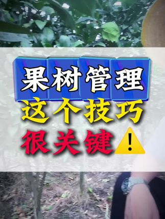 果树管理小技巧#果树管理 #果树种植 #果树种植技巧 #果园管理