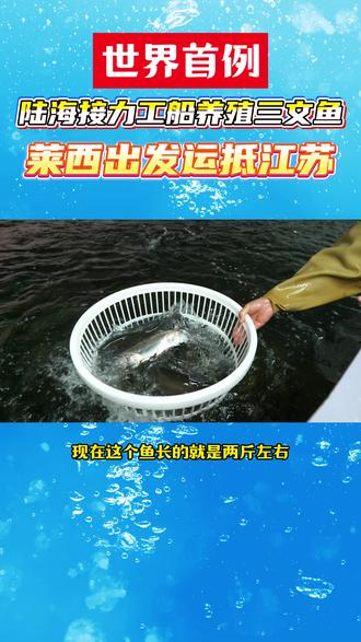 12月1日,位于水集工业园的青岛雍莹生物科技有限公司养殖的三文鱼,首批幼鱼从莱西出发运往江苏盐化,在苏海1号生长半年后即可端上国人餐桌。