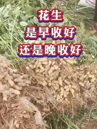 #花生种植#花生高产 #分享农业知识帮农民增产增收