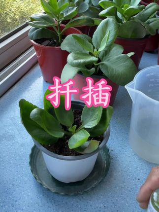 赶紧扦插长寿花#分享家庭养花知识 #长寿花#三农#扦插