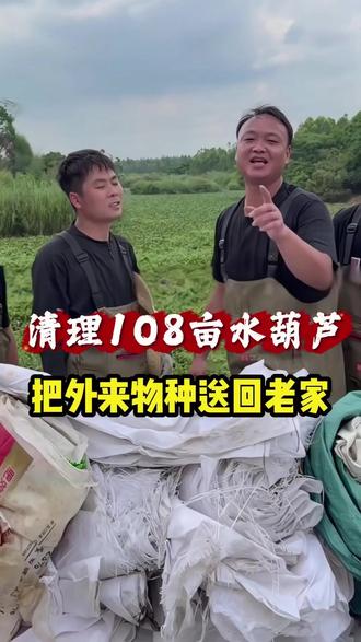清理108亩水葫芦,把外来物种送回老家#大表哥vlog #三农 #金汤酸菜鱼 #日常vlog #我的乡村生活