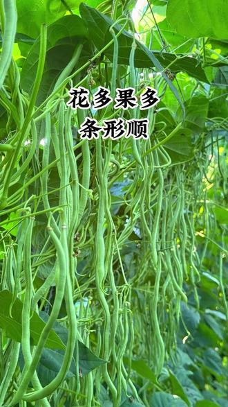 豆子结成堆,全靠肥来催#豆角种植#豆角种植技术#豆角高产技术