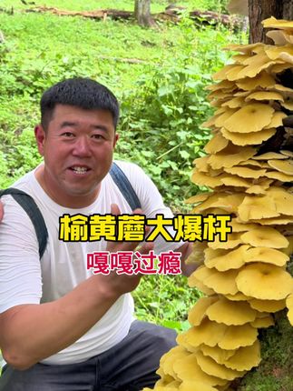 #榆黄蘑#大自然的馈赠 #优质农产品 #抖音新农人 榆黄蘑堪称森林第一鲜,不管怎么吃都嘎嘎鲜亮
