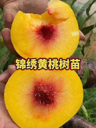 锦绣黄桃树苗#果树种植 #三农#锦绣黄桃树苗