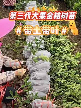 第三代脆蜜金桔树苗上市,口感纯甜无酸,无籽无渣,果大产量高,一年四季结果不断,盆栽地栽都可以,带土带叶发货#第三代脆蜜金桔树苗 #基地直发 #农业种植 #脆蜜金桔