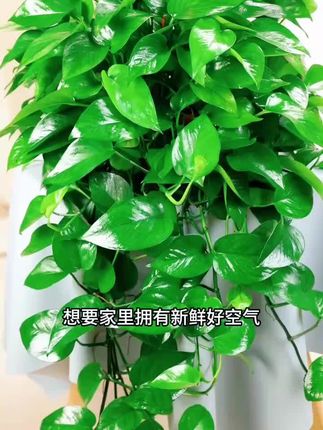 绿萝植物盆栽室内客厅绿植土活大叶花卉绿箩大叶绿萝吊兰植物盆栽