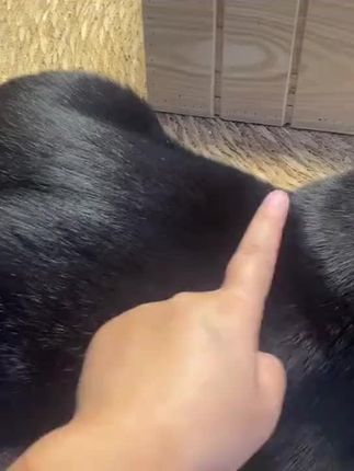 我家猫真的不掉毛了!#猫咪掉毛 #养猫人 #养宠知识