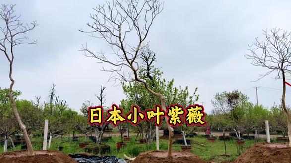这种骨架型日本小叶紫薇种在园子一树成景,花期120天秋后叶子成为红色 #小叶紫薇 #紫薇树 #别墅庭院植物 #造型树 #上热门