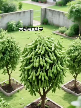大粒毛豆种子#农业种植 #优质农产品 #种植 #绿植盆栽 #生态农业