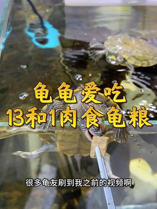 乌龟健康活泼的秘诀#龟粮 #肉食龟粮 #养龟日常 #龟龟