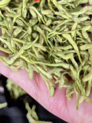 #金银花 #金银花茶 #金银花泡水