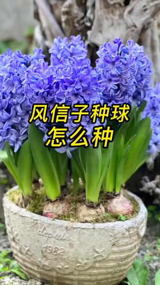 风信子的养殖方法和注意事项#风信子 #风信子开花 #风信子种球 #风信子的养护 #养花 #养花小知识 #花卉绿植 #分享家庭养花知识