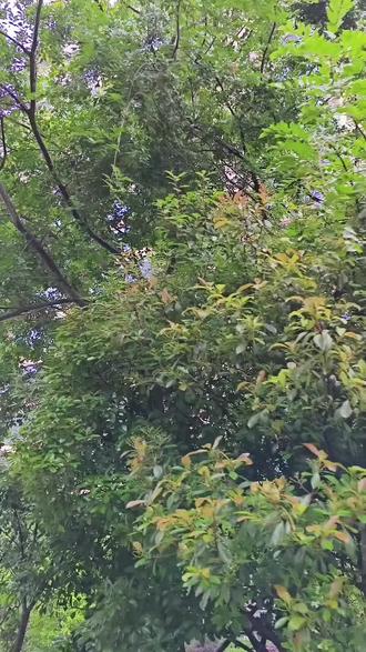 曹植穿越现代能上北大吗?洛神赋#三国 #三国演义 #曹植洛神赋 #曹植七步成诗