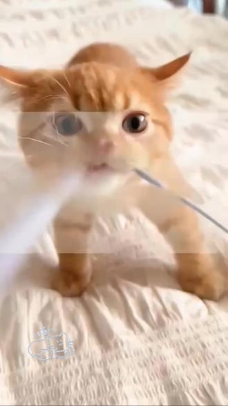 #萌宠出道计划 猫猫小时侯和长大后的样子,区别太大了#猫咪#可爱猫咪#不能没有猫#萌宠日常