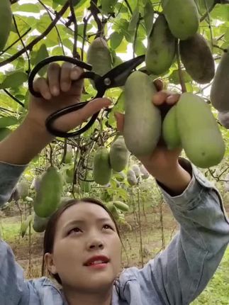 #野果八月瓜#软糯香甜无筋无丝老少皆宜 #应季水果 #快来一起尝个鲜 #上热门