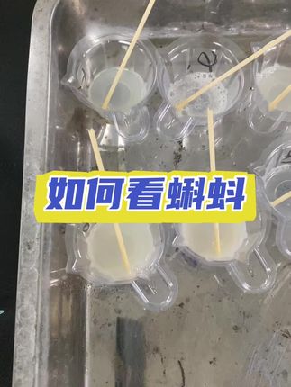 如何看蝌蚪,准备好这份工具