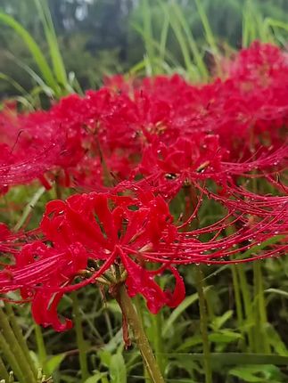 彼岸花,见花不见叶,花叶永不相见,生此岸长彼岸,守望一世手难牵,纵然花叶两不见,入骨相思在忘川。 我骑车带着母亲冒雨奔赴几十里来到站街,一是来看望多天没见面的三舅,也是想去看一眼绚烂夺目的彼岸花,雨还在下,游人依然络绎不绝,来来往往,有的人走在花丛中,有的人手里还拿着几朵,她们想以彼岸花为点缀,用手机留住最美好的瞬间,或许她们还不知道这个花有毒,这样绝美的花代表着绝美的爱情,永恒的思念。那些爱而不得的情爱,还有那生死两茫茫,一辈子不能再相见的亲人离别……