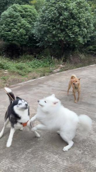 本地狗申请加入群聊🧌#萨摩耶 #哈士奇 #不养狗不知养狗的乐趣 #中华田园犬 #狗子回农村