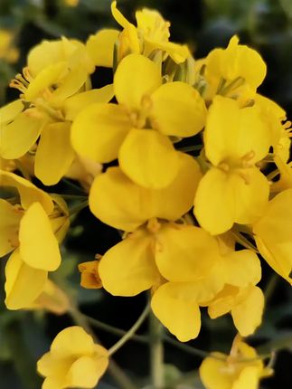 #强烈推荐 #松花蛋 #凉拌皮蛋 #皮蛋