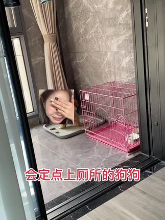 也就养狗的人才懂这条视频的含金量吧,狗狗会定点厕所确实解决了主人的大麻烦,不需要每天定时定点出去遛狗,赶紧买回去试试看#萌宠日常记录 #这个世界不能没有小狗 #谁家还没个傻狗 #定点大小便 #上热门🔥 @抖音小助手