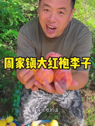 嘎嘎好吃的李子#大红袍李子 #优质农产品