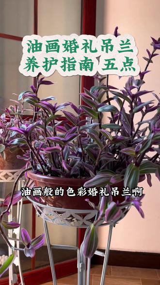 油画婚礼吊兰 新手必看 记住养护这五点你也可以把它养好…#花卉绿植 #油画婚礼吊兰 #爱生活爱养花 #我的花花草草🌸🌸