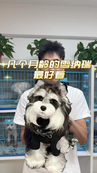 雪纳瑞哪个月龄比较好看?你知道吗?#新手养宠物攻略 #养宠进阶指南 #西安雪纳瑞#西安雪纳瑞宠物店