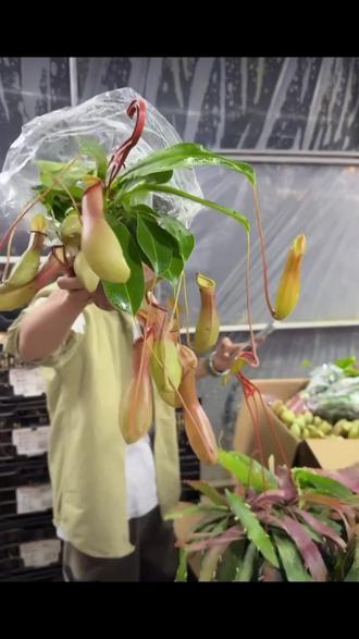 #猪笼草 猪笼草盆栽植物家居C位绿植耐热喜潮湿环境室内外绿植,好看实惠#好物推荐🔥 #超便宜超划算 #猪笼草盆栽 #盆栽绿植 @DOU+上热门 @DOU+小助手