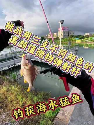 犀瓦力金箍棒微物弹射竿,多种颜色颜值太棒。猛男粉和金色传说简直帅到不行,还有蓝色和黑神话悟空黑,微物溪流掏桥洞弹射简直一流 #路亚钓鱼 #微物路亚 #微物弹射 #路亚新手 #微物路亚竿