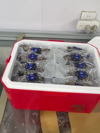 10头即食海参礼盒