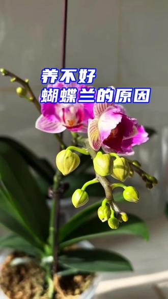 养不好蝴蝶兰的根本原因有哪些#蝴蝶兰养护 #蝴蝶兰养护环境 #蝴蝶兰花盆植料选择 #花卉绿植