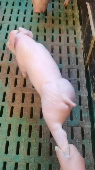 各地文旅化身追求者,你拉我!你拉我啊! #文旅 #我的世界 #九寨沟 #长白山 #成都铭智