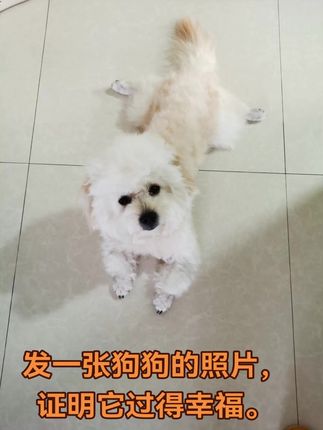 #不养狗不知道养狗的乐趣 #毛孩子的日常