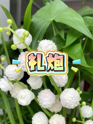 #礼炮 #结婚礼炮 #礼炮枪 #礼炮发射