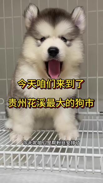 今天咱们来到了贵州花溪最大的狗市#萌宠出道计划 #这样的狗怎能不喜欢#宠物vlog #纯种犬 #抖音宠物