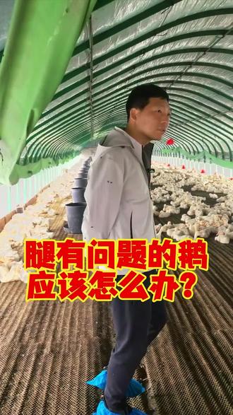 鹅腿有问题,应该怎么办?#养鹅 #鹅苗 #狮头鹅 #养鹅技术 #养鹅人