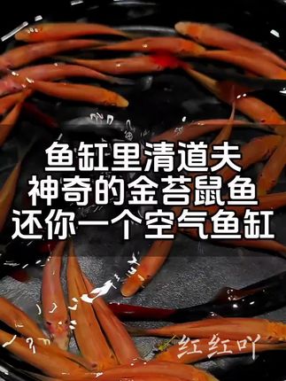 金苔鼠清洁大师#观赏鱼 #观赏鱼世界 #水族爱好者 #水族 #金苔鼠