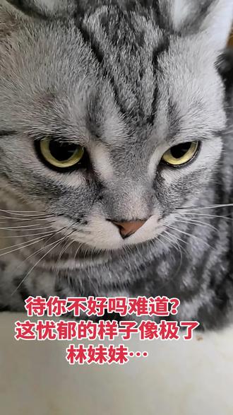 天上掉下个悠妹妹
#谁家猫会这个造型