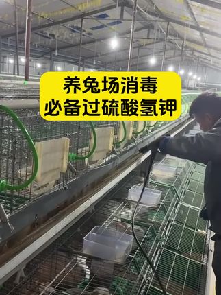 #养兔 #肉兔养殖 #科学养兔 #养兔人 #养殖