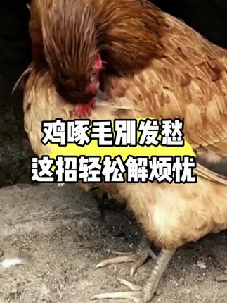 鸡啄毛别发愁这招轻松解烦忧#科学养鸡#养鸡小妙招#三农