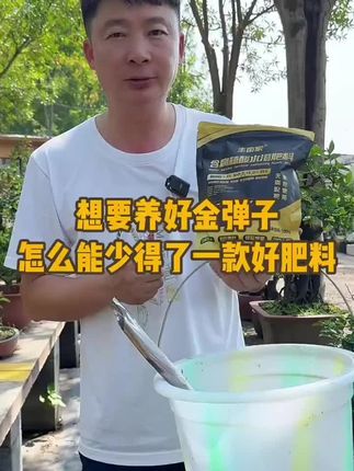 金弹子 已经9月份了,金弹子也即将迎来今年的最后一个生长高峰期,就是小阳春。想要你的金弹子快速长粗长壮长旺,就要抓紧时间行动起来了哟#金弹子 #盆景 #施肥 #花卉绿植 #园艺
